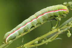 Eucarta virgo