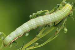 Eucarta virgo