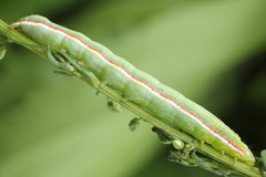 Eucarta virgo
