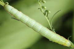 Eucarta virgo