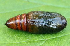 Eucarta virgo