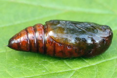 Eucarta virgo