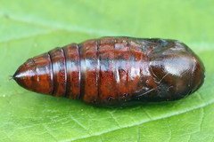 Eucarta virgo