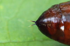 Eucarta virgo