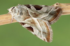 Eucarta virgo