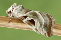 Eucarta virgo