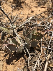 Adromischus cristatus