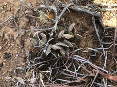 Adromischus cristatus