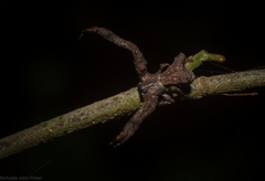 Stephanopis barbipes