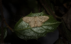 Idaea pilosata