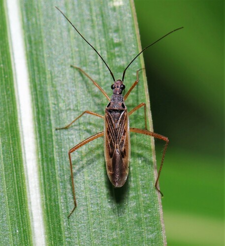 Collaria oculata (Reuter, 1876)