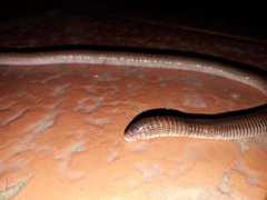 Amphisbaena darwinii