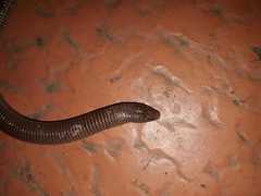 Amphisbaena darwinii