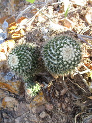 Mammillaria beiselii