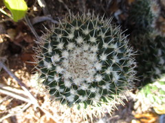 Mammillaria beiselii