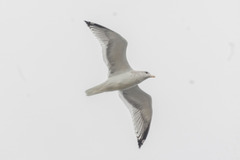Larus