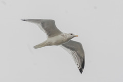 Larus