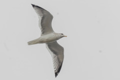 Larus