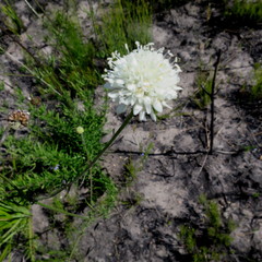 Cephalaria attenuata