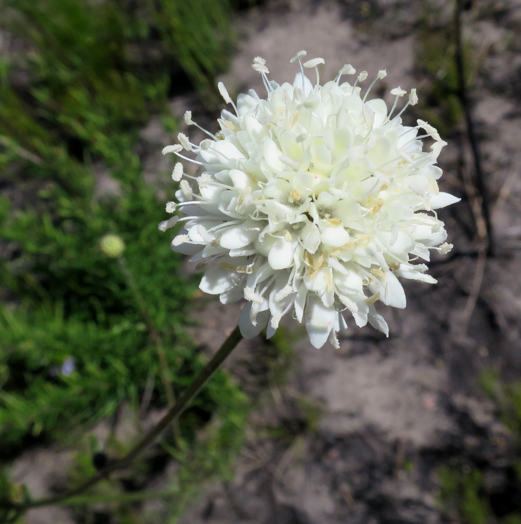 Garden Route Mock Scabious (Cephalaria attenuata)
