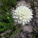 Cephalaria attenuata - Photo no hay derechos reservados, uploaded by Di Turner