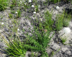 Cephalaria attenuata