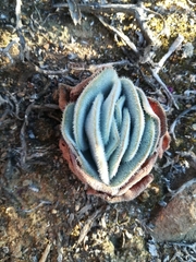 Crassula tomentosa