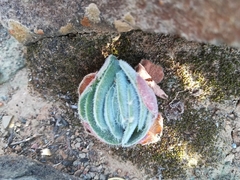 Crassula tomentosa