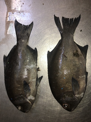 Ancieta sea chub (Medialuna ancietae) — Kyphosidae — 5