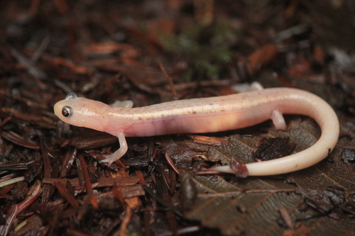 Western Red-backed Salamander, Olympic National Park, photo 3 of 10
