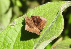 Nisoniades bromias