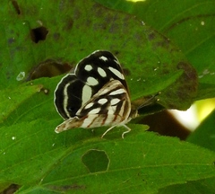 Dynamine postverta mexicana