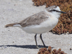 Charadrius marginatus marginatus