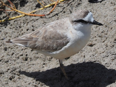 Charadrius marginatus marginatus