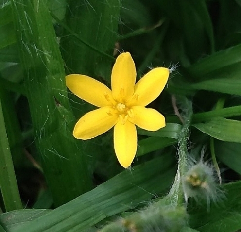 Coquí (Hypoxis decumbens)