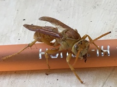 Polistes wattii