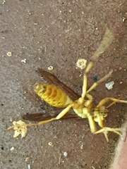 Polistes wattii