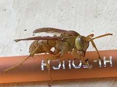 Polistes wattii