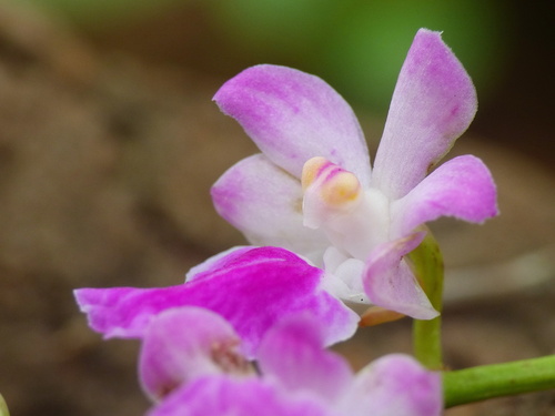 fox brush orchid