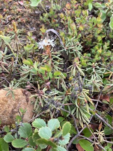 Rhododendron tomentosum observed 2023-06-20