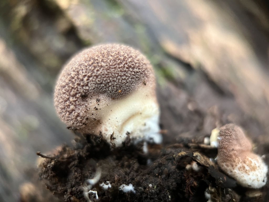 Lycoperdon fuligineum