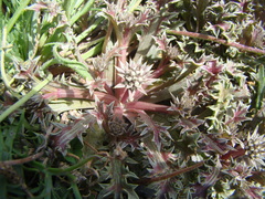 Eryngium vesiculosum