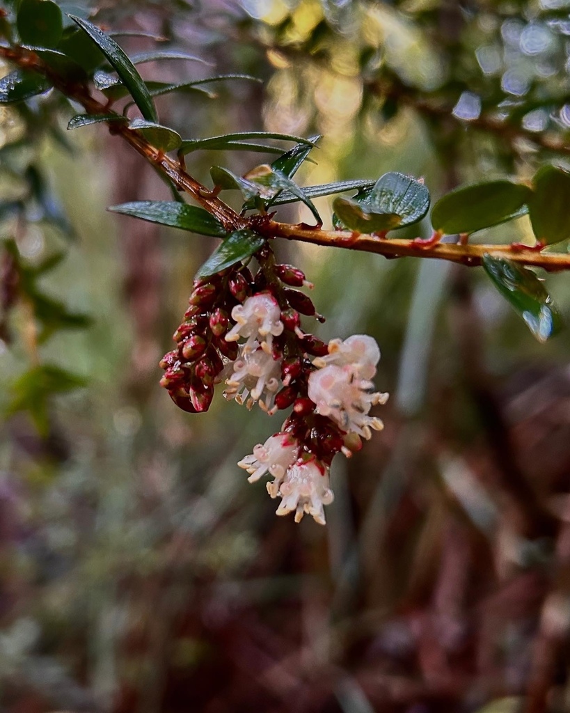 Trochocarpa disticha