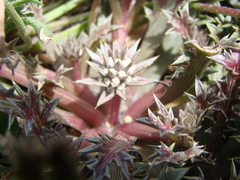 Eryngium vesiculosum