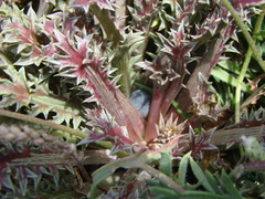 Eryngium vesiculosum