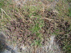 Eryngium vesiculosum