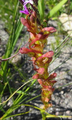 Disa reticulata
