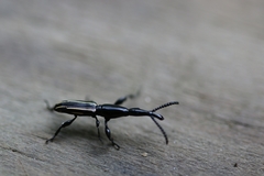 Brentus anchorago