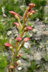 Disa reticulata