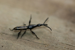 Brentus anchorago